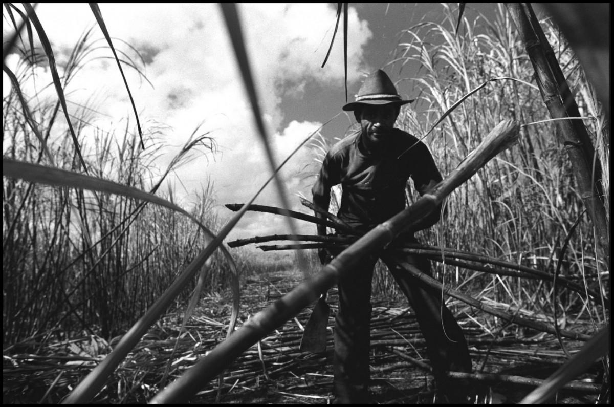 Sugarcane cutters